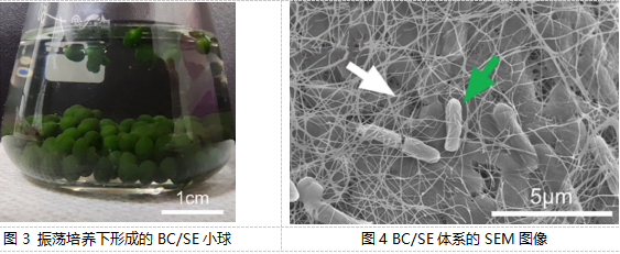 【科技】共生新模式：細菌纖維素與藍藻聯(lián)手“洗凈”水污染——武漢理工大學(xué)生命科學(xué)學(xué)院最新研究成果解讀(圖2)
